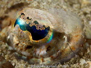 Eye of Longsnout Flathead 
taken with +15 diopter by Iyad Suleyman 